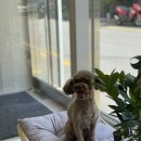 유주펫 이미지