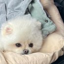 쇼펫 | [강아지수술기록]대전 LCPD 고관절수술 및 재활(대퇴골두 괴사)_강아지수술후기,강아지고관절수술 및 재활