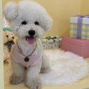 24시카서비스 | 서울대입구 24시 무인 애견카페 멍멍파크 신상애카 이용후기
