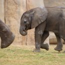 아기 코끼리-생후 5일-광주 우치동물원 코끼리 출산 이미지