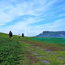 힐링올레 이미지