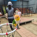 새들목장 | [가평 아이와 가볼만한곳] 가평 양떼목장 앵무새 교감 체험 및 수국 산책로 후기 - 2편