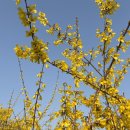 응봉동 공영주차장 화장실 | 서울 봄꽃 명소, 응봉산 팔각정 개나리 축제(주차, 포토존, 소요시간)