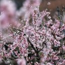 앞섬마을 이미지