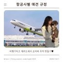 에어부산 | 강아지 제주도 비행기 항공사별 비교｜에어부산 후기와 꿀팁