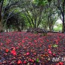 오동도 바람골 이미지