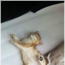 강남고양이분양 스타돌스 | 강남고양이분양 스타돌스에서 고양이 발톱 관리 방법과 중요성^^!