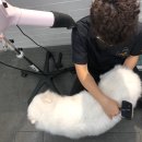 봉이네 애견미용 이미지