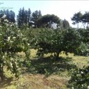 남원읍-9 이미지