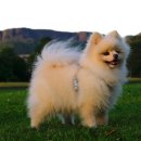 모양동물병원 이미지