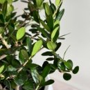 회원동315 이미지