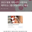 2023 개화시기가 나와서 가져왔어요 이미지