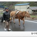 워낭소리