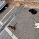 고양이이야기 이미지