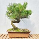 흑송분재원
