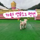 땡큐도그 | 가평 애견펜션| 가평 땡큐도그애견펜션 후기💙