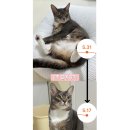 벳메이트 | 고양이 체중관리 영양제 추천 | 혈당 관리까지 가능한 팡드미 글루코스 메타볼릭 후기