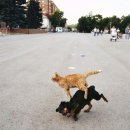 강아지와고양이 이미지