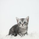 천안 고양이분양 도로시펫 이미지