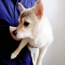 로뎀동물병원 이미지