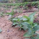 약초마을 이미지