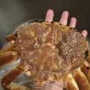 바다의왕자 | 집으로 찾아온 바다의 왕자!" 압도적 크기, 러시아산 대게 이렇게 맛있어도 되나요?