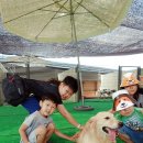 강아지테마파크 이미지