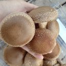솔빛농원 이미지