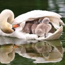 백조미디어 이미지