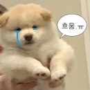 비전공자 독학으로 지상직 합격후기 / TAS, JAS, 케이에이, 맨파워 서류 All 합격후기 (1)