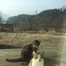 양이양이 이미지