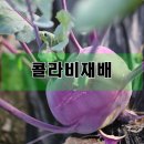 하우스콜 이미지