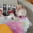 강아지봄 이미지