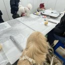 대전펫츠 이미지