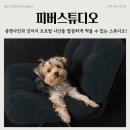 진주사진관 피버스튜디오, 증명사진과 강아지 프로필 사진 찍은 내돈내산 후기!