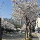 씨유 광교숲속마을점 | 광교 벚꽃 명소 추천 광교숲속마을 벚꽃 솔직후기