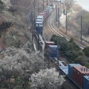 ☆ 원동 매화 축제 5 이미지