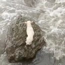 파도소리(주) 이미지