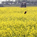 하늘6(유채밭) 이미지