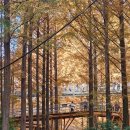 장태산휴양림 | 대전 장태산자연휴양림 방문 후기