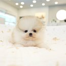 야옹아 멍멍해봐 강아지고양이 평택점 | 평택강아지분양 행복한 프렌치불독 분양가