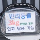 아싸리 | 예당호 출렁다리 모노레일 아이랑 주말 방문 후기