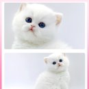 광주고양이분양 제나캣 광주점 이미지