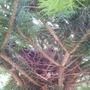 비둘기집 이미지