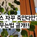 유칼립투스 키우기 구니 근황 이미지