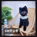 구름9-6 펫 살롱 | 의정부 동오역 애견미용 SM펫살롱 꼼꼼 케어에 반려견도 보호자도 만족
