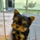 제주 애견 아가야 이미지