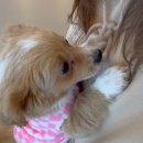 애견사랑 | [중랑구 다시사랑받개] 소형견들 집합 애견카페 봉사 후기 🐶🧡