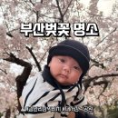 삼익휘트니스 | [부산벚꽃명소] 광안리 삼익비치&amp;삼락공원 낙동제방벚꽃길