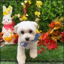 개르띠에 이미지